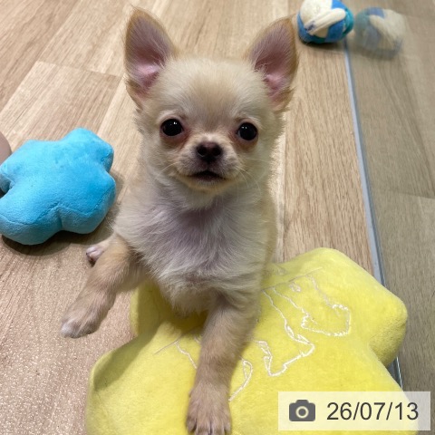 愛知県のチワワ(ロング) (ペットプラス 則武新町店/2026年5月6日生まれ/男の子/クリーム)の子犬の3枚目の画像