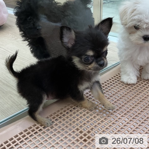 チワワの写真