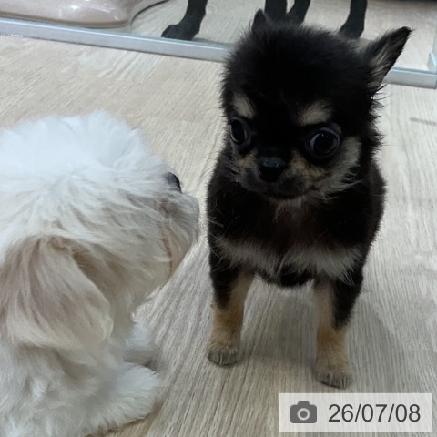 チワワの写真
