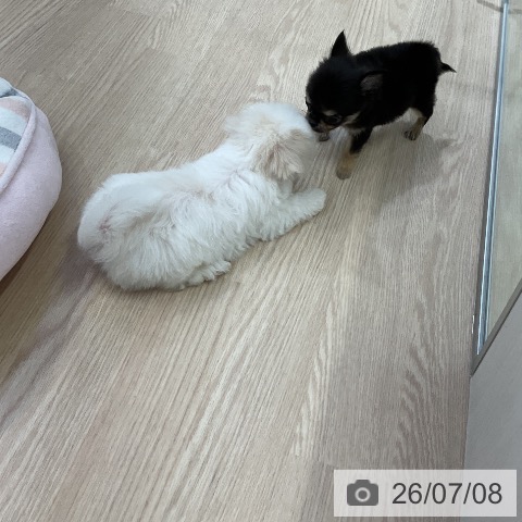 チワワの写真