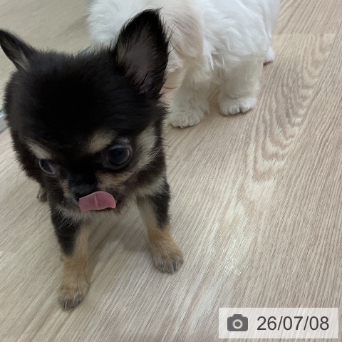 チワワの写真