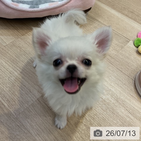 チワワの写真