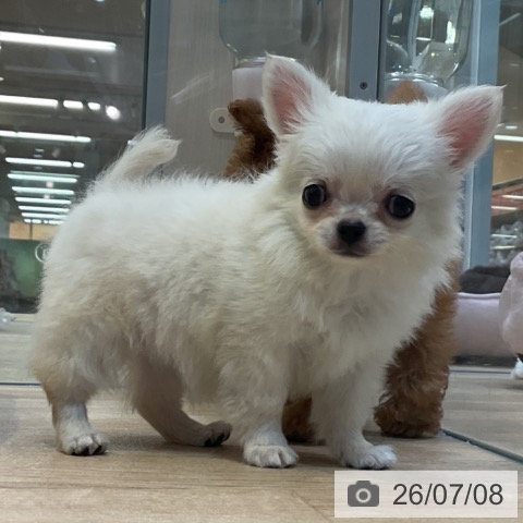 チワワの写真