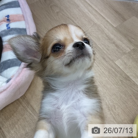 愛知県のチワワ(ロング) (ペットプラス mozoワンダーシティ店/2026年5月8日生まれ/男の子/フォーンホワイト)の子犬の4枚目の画像