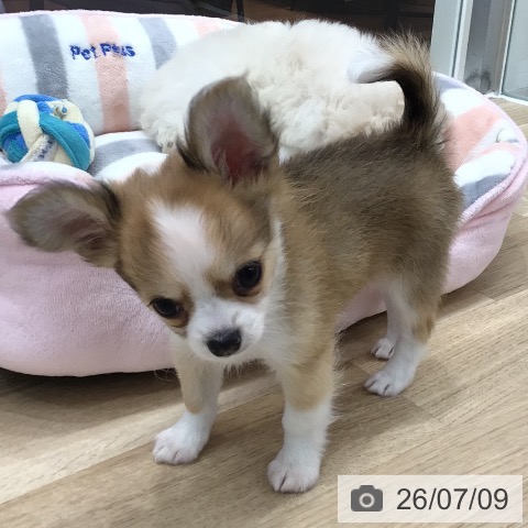 岐阜県のチワワ(ロング) (ペットプラス 各務原店/2026年5月8日生まれ/男の子/フォーンホワイト)の子犬の3枚目の画像