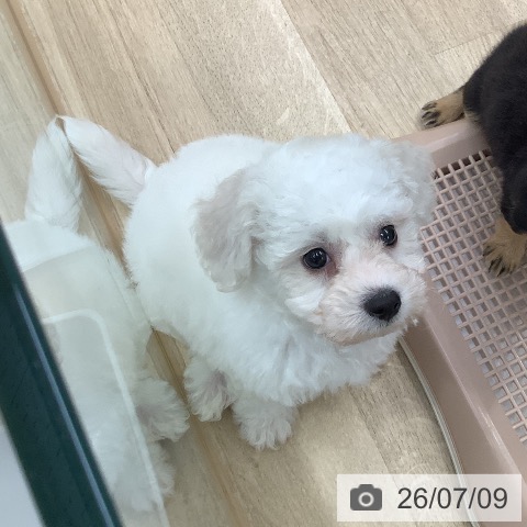 東京都のビションフリーゼ (ペットプラス 日の出店/2026年5月8日生まれ/男の子/ホワイト)の子犬の3枚目の画像