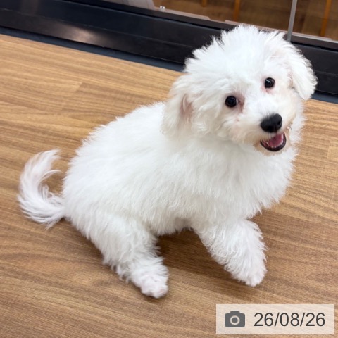 東京都のビションフリーゼ (ペッツワン 青梅インター店/2026年5月8日生まれ/男の子/ホワイト)の子犬の4枚目の画像