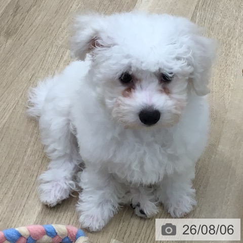 東京都のビションフリーゼ (ペッツワン 青梅インター店/2026年5月8日生まれ/男の子/ホワイト)の子犬の3枚目の画像