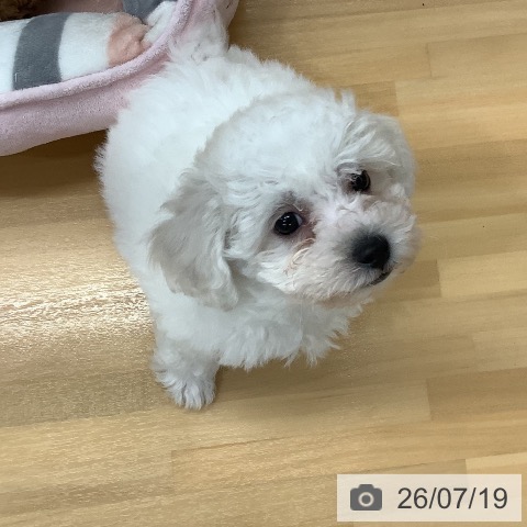 長野県のビションフリーゼ (ペットプラス 松本店/2026年5月8日生まれ/男の子/ホワイト)の子犬の4枚目の画像