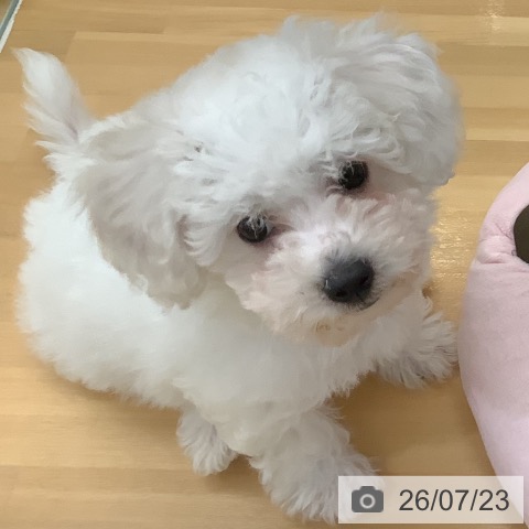 長野県のビションフリーゼ (ペットプラス 松本店/2026年5月8日生まれ/男の子/ホワイト)の子犬の3枚目の画像