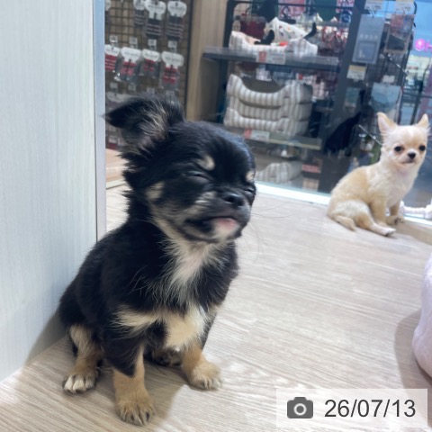 富山県のチワワ(ロング) (ペットプラス 高岡店/2026年5月6日生まれ/男の子/ブラックタン)の子犬の4枚目の画像