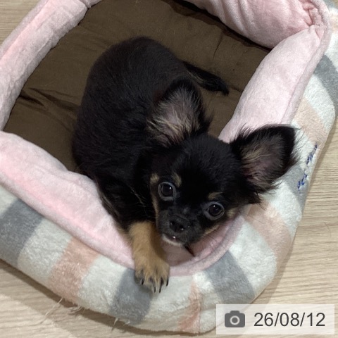 石川県のチワワ(ロング) (ペットプラス かほく店/2026年5月6日生まれ/男の子/ブラックタン)の子犬の4枚目の画像