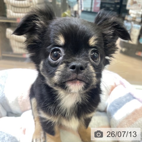 富山県のチワワ(ロング) (ペットプラス 高岡店/2026年5月6日生まれ/男の子/ブラックタン)の子犬の3枚目の画像