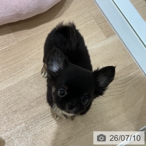 三重県のチワワ(ロング) (ペットプラス 鈴鹿店/2026年5月6日生まれ/男の子/ブラックタン)の子犬の4枚目の画像