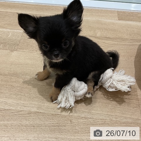三重県のチワワ(ロング) (ペットプラス 鈴鹿店/2026年5月6日生まれ/男の子/ブラックタン)の子犬の3枚目の画像