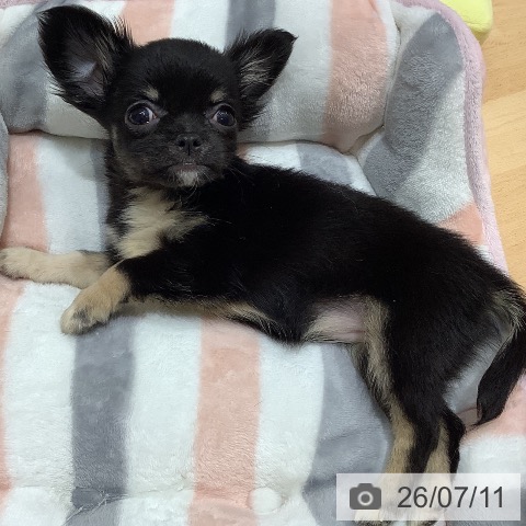 石川県のチワワ(ロング) (ペットプラス 新小松店/2026年5月6日生まれ/女の子/ブラックタン)の子犬の4枚目の画像