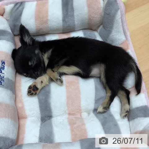 石川県のチワワ(ロング) (ペットプラス 新小松店/2026年5月6日生まれ/女の子/ブラックタン)の子犬の3枚目の画像