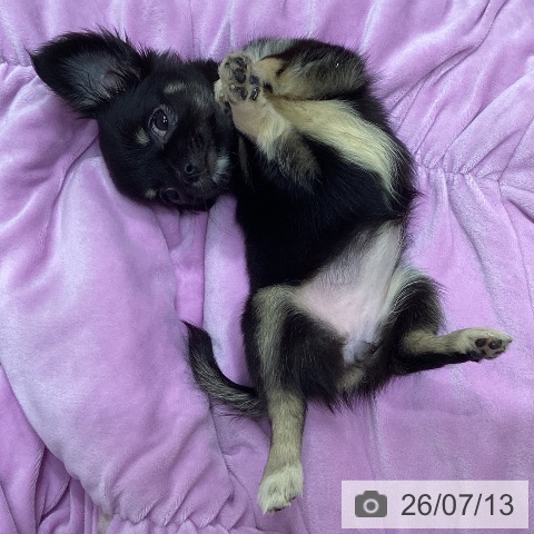 チワワの写真