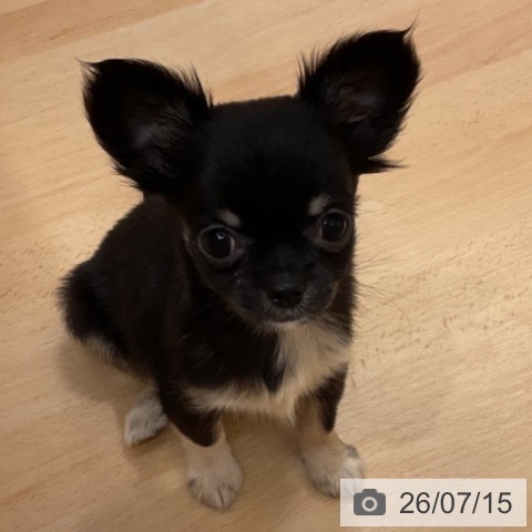 石川県のチワワ(ロング) (ペットプラス 新小松店/2026年5月6日生まれ/女の子/ブラックタン)の子犬の4枚目の画像