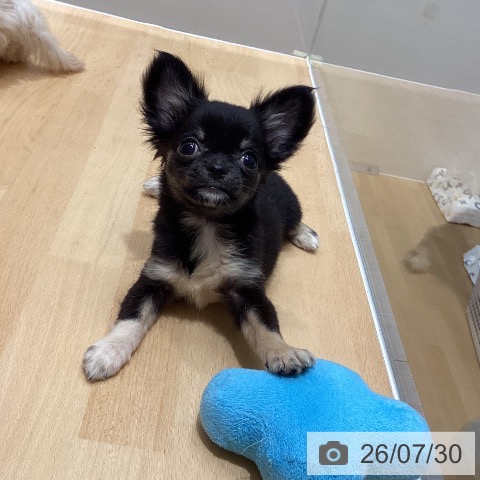 石川県のチワワ(ロング) (ペットプラス 新小松店/2026年5月6日生まれ/女の子/ブラックタン)の子犬の3枚目の画像
