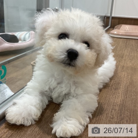 神奈川県のビションフリーゼ (ペッツワン 小田原店/2026年5月2日生まれ/男の子/ホワイト)の子犬の4枚目の画像