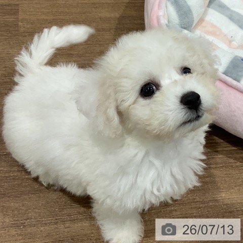 神奈川県のビションフリーゼ (ペッツワン 小田原店/2026年5月2日生まれ/男の子/ホワイト)の子犬の3枚目の画像