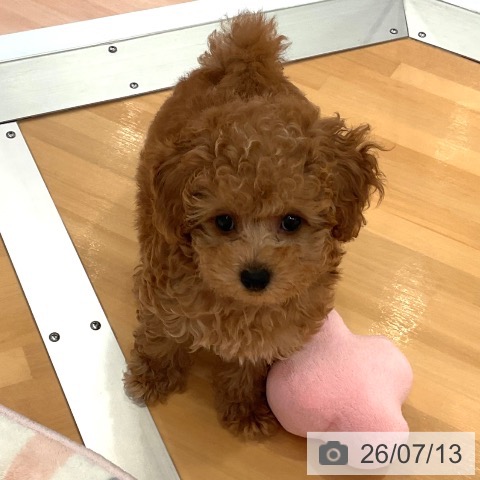 愛知県のトイプードル(トイ) (ペットプラス 名古屋茶屋店/2026年5月5日生まれ/男の子/アプリコット)の子犬の4枚目の画像