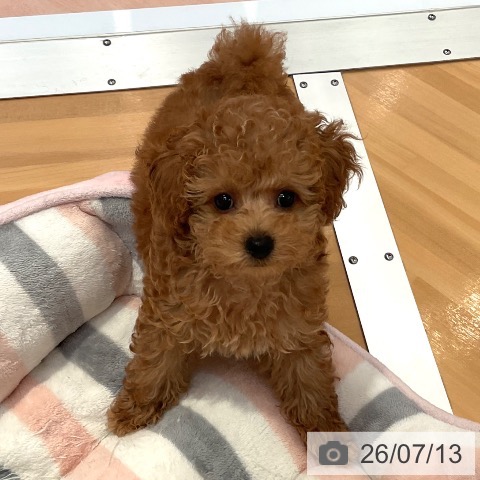 愛知県のトイプードル(トイ) (ペットプラス 名古屋茶屋店/2026年5月5日生まれ/男の子/アプリコット)の子犬の3枚目の画像