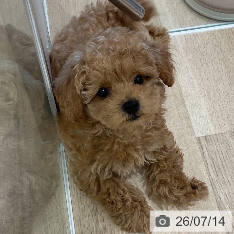 愛知県のトイプードル(トイ) (ペットプラス 熱田店/2026年5月5日生まれ/男の子/アプリコット)の子犬の3枚目の画像