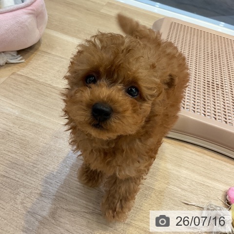 愛知県のトイプードル(トイ) (ペットプラス 岡崎店/2026年5月5日生まれ/男の子/レッド)の子犬の4枚目の画像