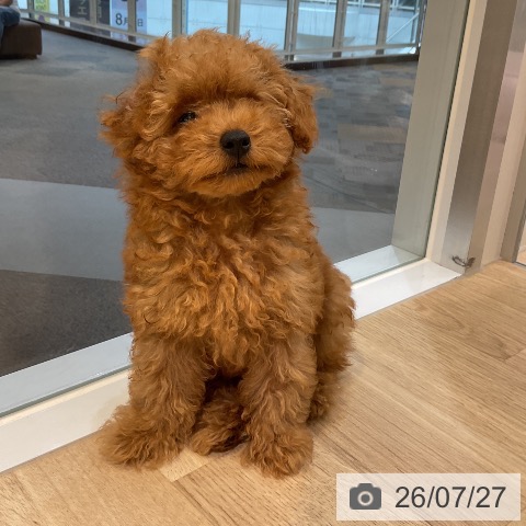 愛知県のトイプードル(トイ) (ペットプラス 岡崎店/2026年5月5日生まれ/男の子/レッド)の子犬の4枚目の画像