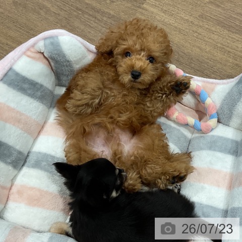 愛知県のトイプードル(トイ) (ペッツワン 東海店/2026年5月8日生まれ/男の子/レッド)の子犬の3枚目の画像