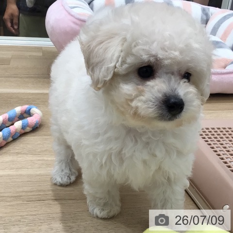 岐阜県のトイプードル(トイ) (ペットプラス 各務原店/2026年5月8日生まれ/女の子/ホワイト)の子犬の4枚目の画像