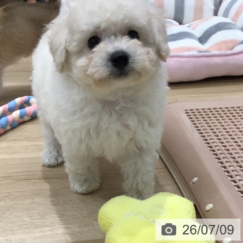 岐阜県のトイプードル(トイ) (ペットプラス 各務原店/2026年5月8日生まれ/女の子/ホワイト)の子犬の3枚目の画像