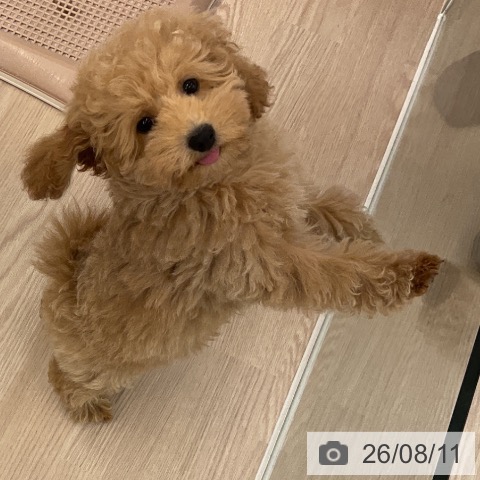 福井県のトイプードル(トイ) (ペットプラス 福井店/2026年5月7日生まれ/男の子/アプリコット)の子犬の4枚目の画像