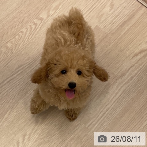 福井県のトイプードル(トイ) (ペットプラス 福井店/2026年5月7日生まれ/男の子/アプリコット)の子犬の3枚目の画像