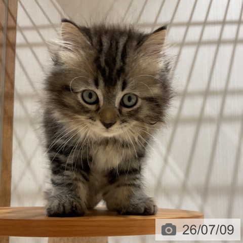 ラガマフィンの写真