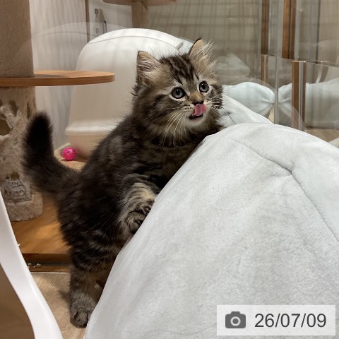ラガマフィンの写真