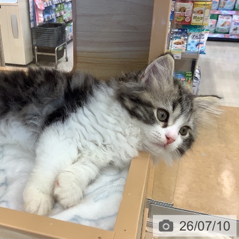 福岡県のラガマフィン (ペットプラス 福岡店/2026年5月3日生まれ/女の子/ブラウンタビーホワイト)の子猫の4枚目の画像