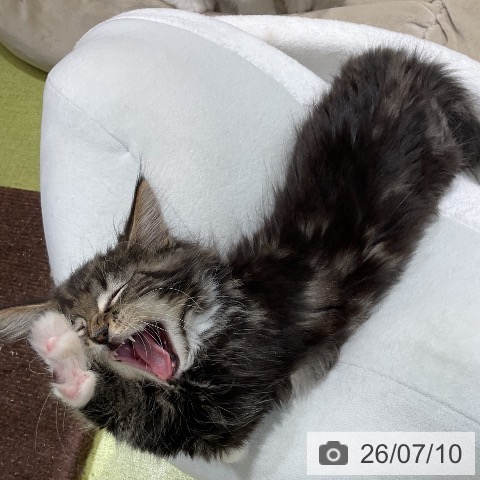 メインクーンの写真