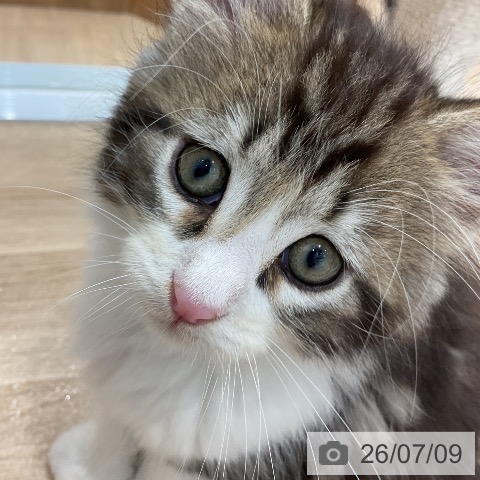 愛知県のメインクーン (ペットプラス mozoワンダーシティ店/2026年5月8日生まれ/男の子/ブラウンタビーホワイト)の子猫の4枚目の画像