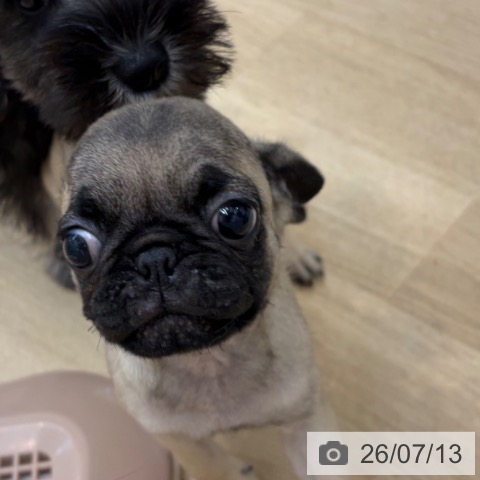 京都府のパグ (ペットプラス 久御山店/2026年5月9日生まれ/男の子/フォーン)の子犬の4枚目の画像