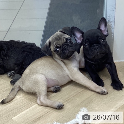京都府のパグ (ペットプラス 久御山店/2026年5月9日生まれ/男の子/フォーン)の子犬の4枚目の画像