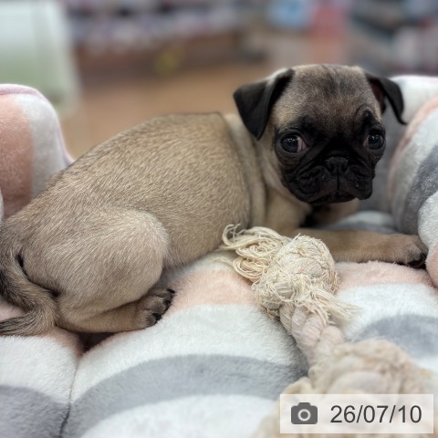 パグの写真
