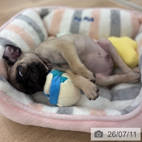 パグの写真