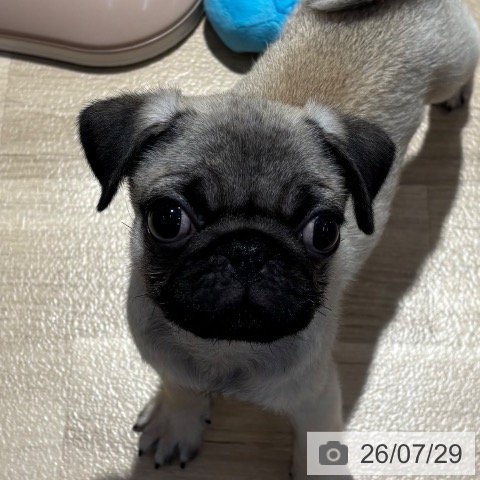 大阪府のパグ (ペットプラス イオン大日店/2026年5月9日生まれ/男の子/フォーン)の子犬の3枚目の画像