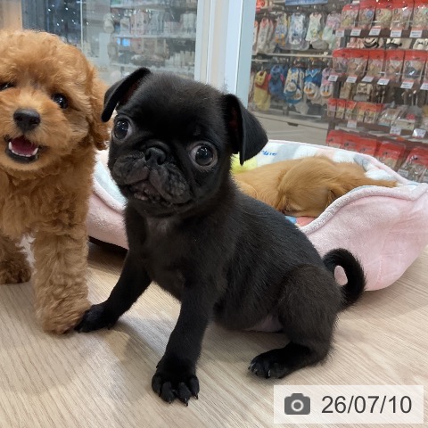 パグの写真