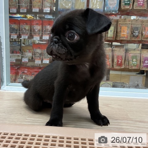 兵庫県のパグ (ペットプラス 姫路大津店/2026年5月9日生まれ/男の子/ブラック)の子犬の3枚目の画像