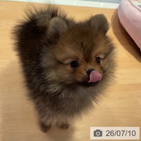 ポメラニアンの写真