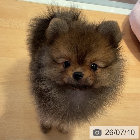 三重県のポメラニアン (ペットプラス 東員店/2026年5月8日生まれ/女の子/オレンジ)の子犬の4枚目の画像
